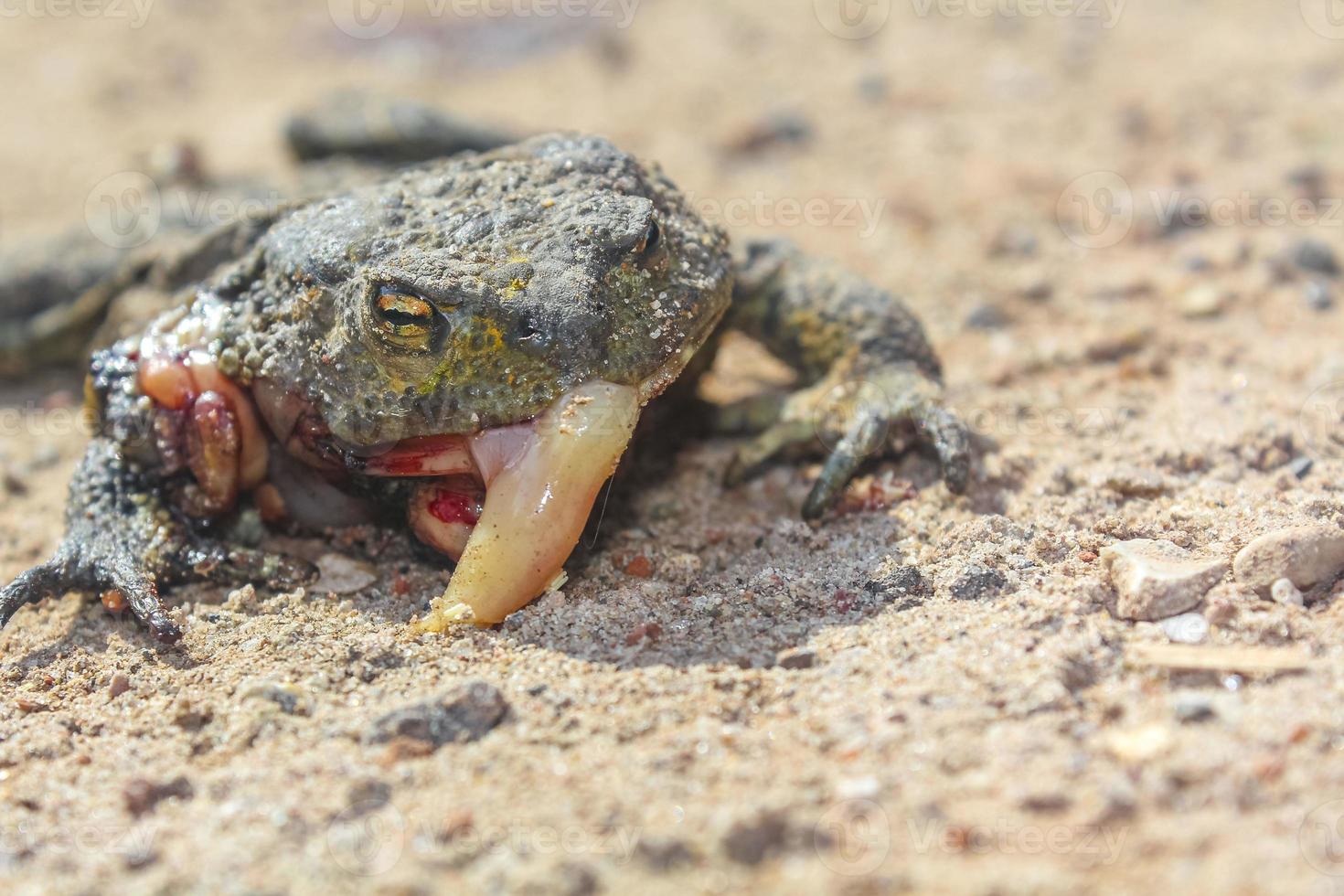 död- tillplattad groda med tarmar i Tyskland. foto