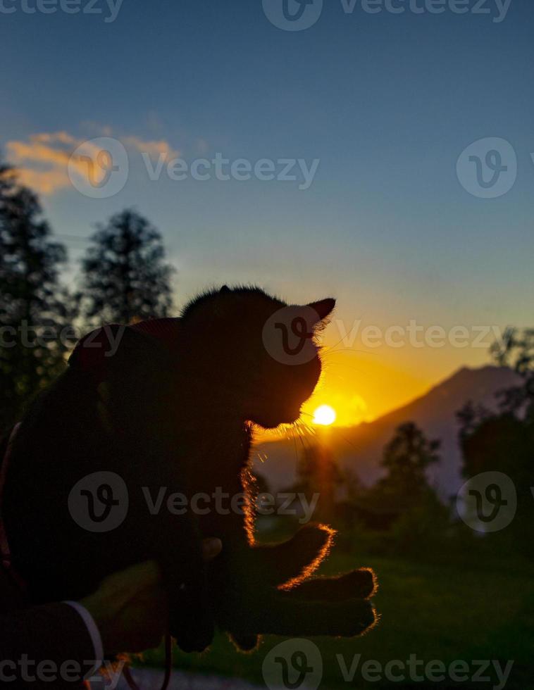 svart katt i de vapen av en man ser på de miljö Sol s berg. reser med husdjur foto