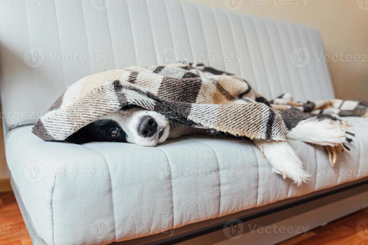 rolig valp hund gräns collie liggande på soffa under pläd inomhus. härlig medlem av familj liten hund på Hem uppvärmningen under filt i kall falla höst vinter- väder. sällskapsdjur djur- liv begrepp. foto