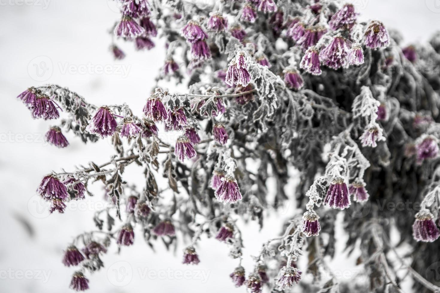 blommor täckta med frost foto