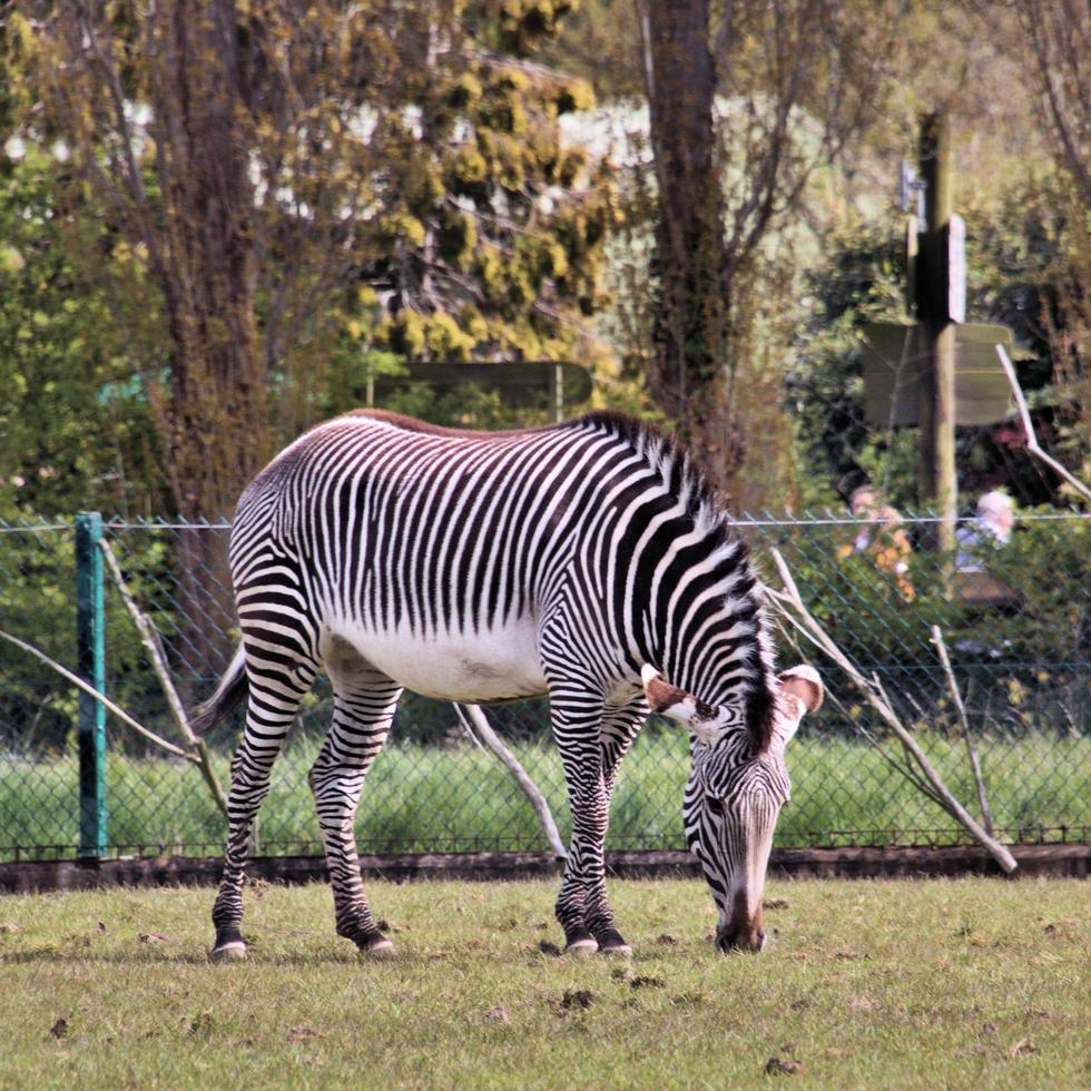 en se av en zebra foto