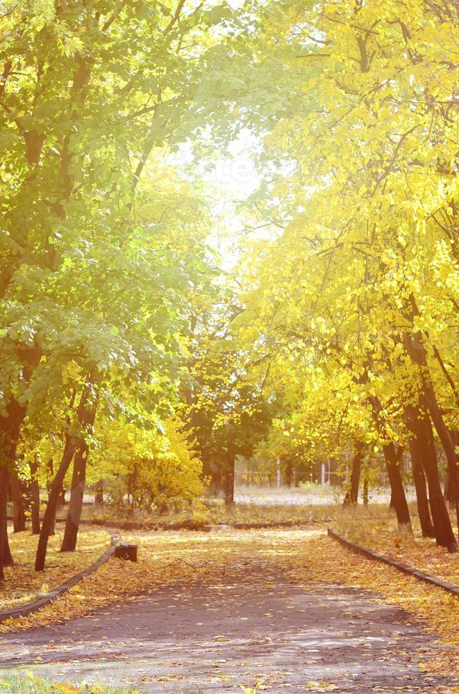 kväll landskap med gulning träd och en massa av löv fallen på de väg i de parkera foto