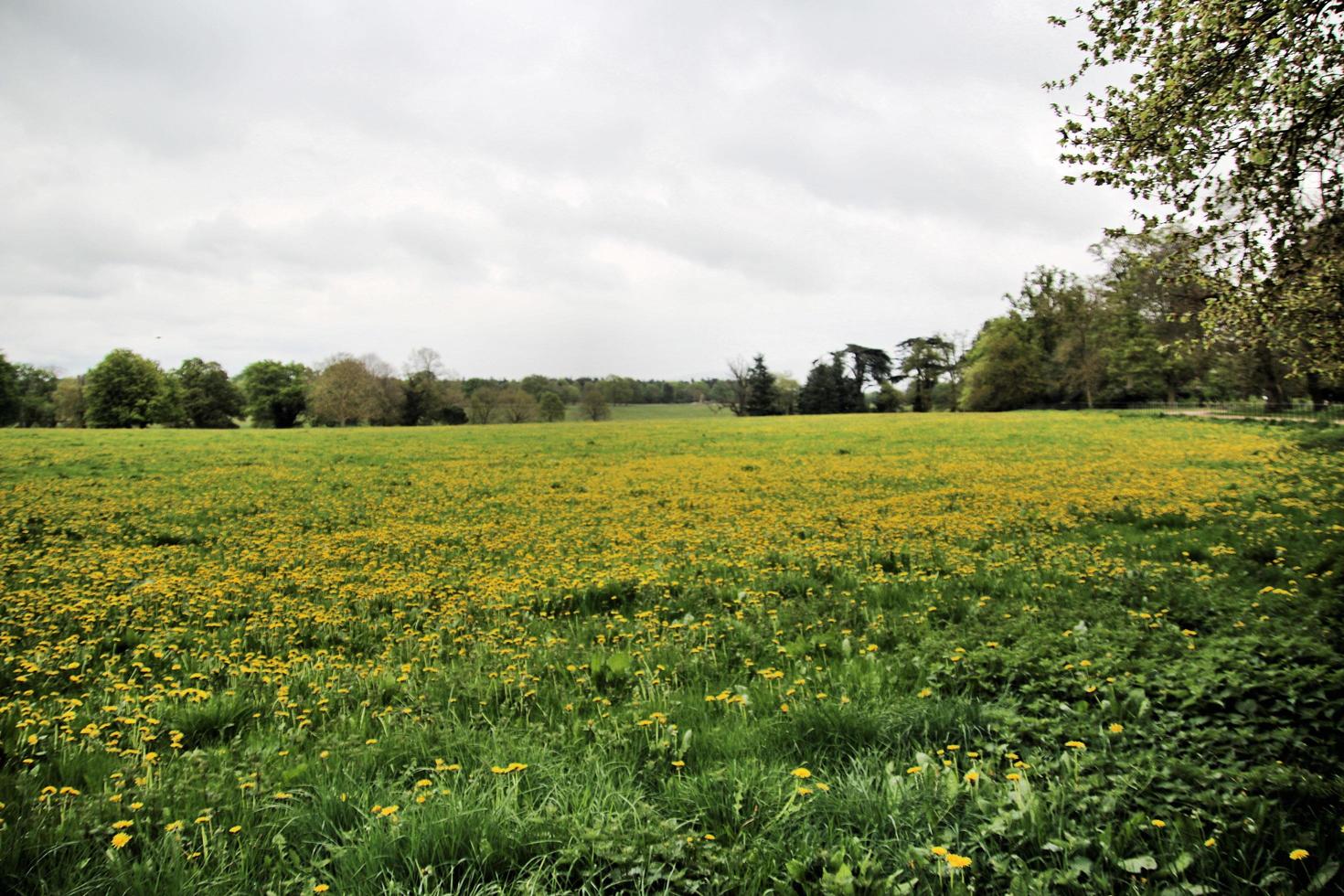en se av de shropshire landsbygden nära grinshill foto