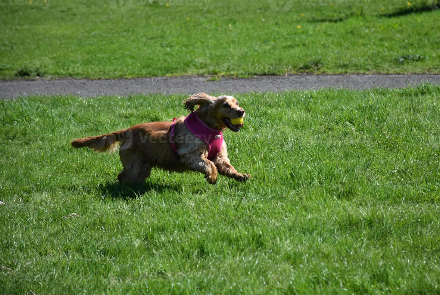 söt spaniel valp löpning med en boll i hans mun foto