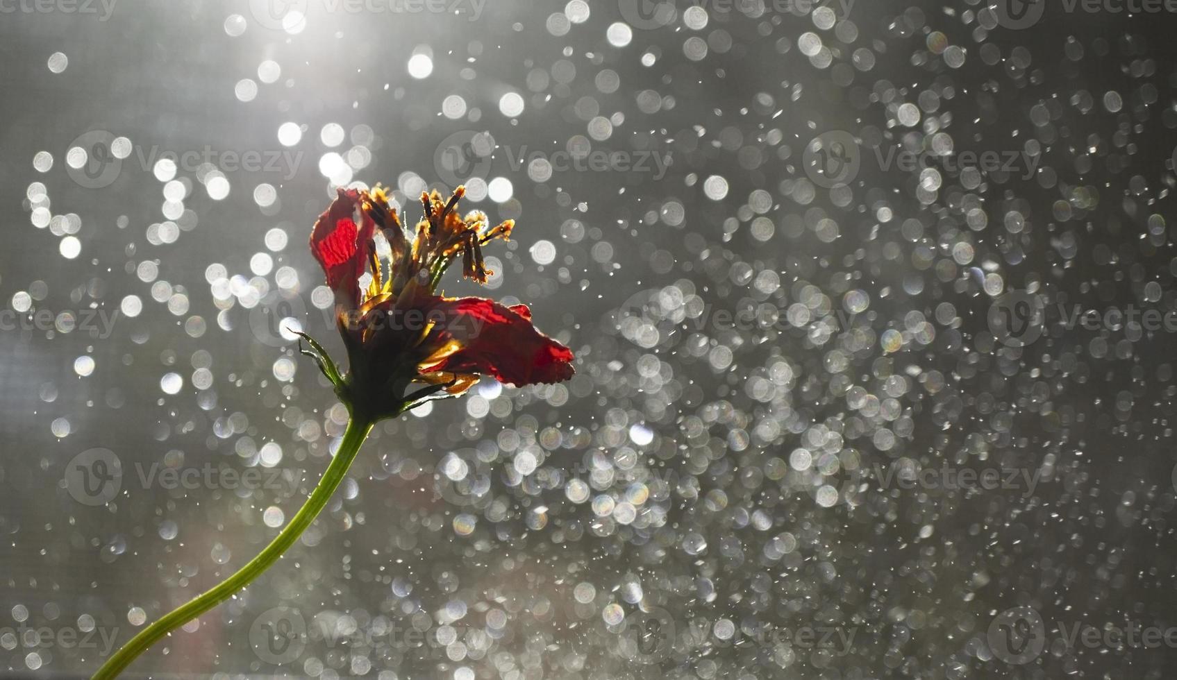 röd torr blomma på en suddig skinande gnistrande grå bakgrund. omslag design. hälsning kort foto