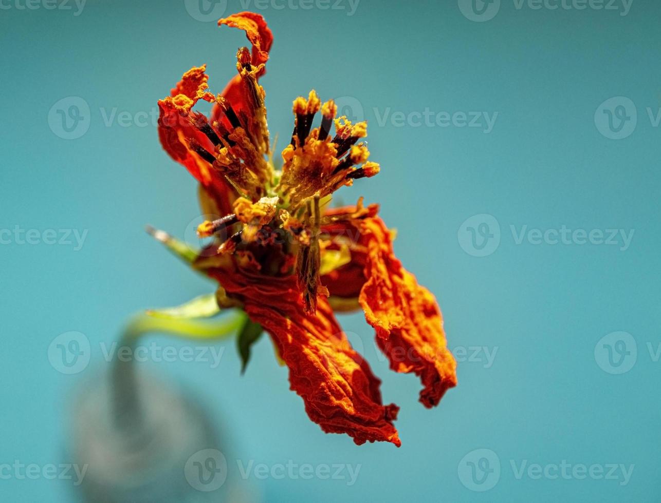 orange torr blomma närbild med gul ståndare på en blå bakgrund. kopia Plats foto