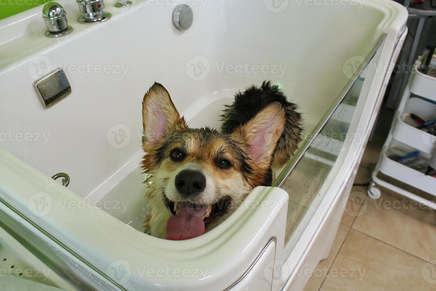 corgi welsh pembroke med våt päls stående i en badrum efter badning och tvättning i grooming salong. professionell hygien, välbefinnande, spa förfaranden av djur begrepp. inhemsk sällskapsdjur vård aning. stänga upp foto