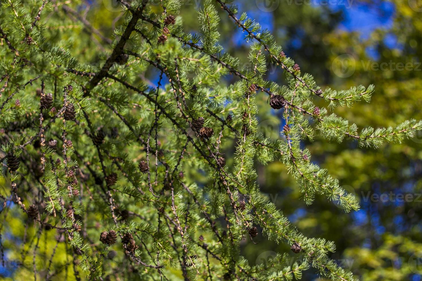 ung gran grenar. närbild på suddig grönska med kopiering av Plats, använder sig av som en bakgrund de naturlig landskap, ekologi, färsk tapet begrepp. selektiv fokus. foto