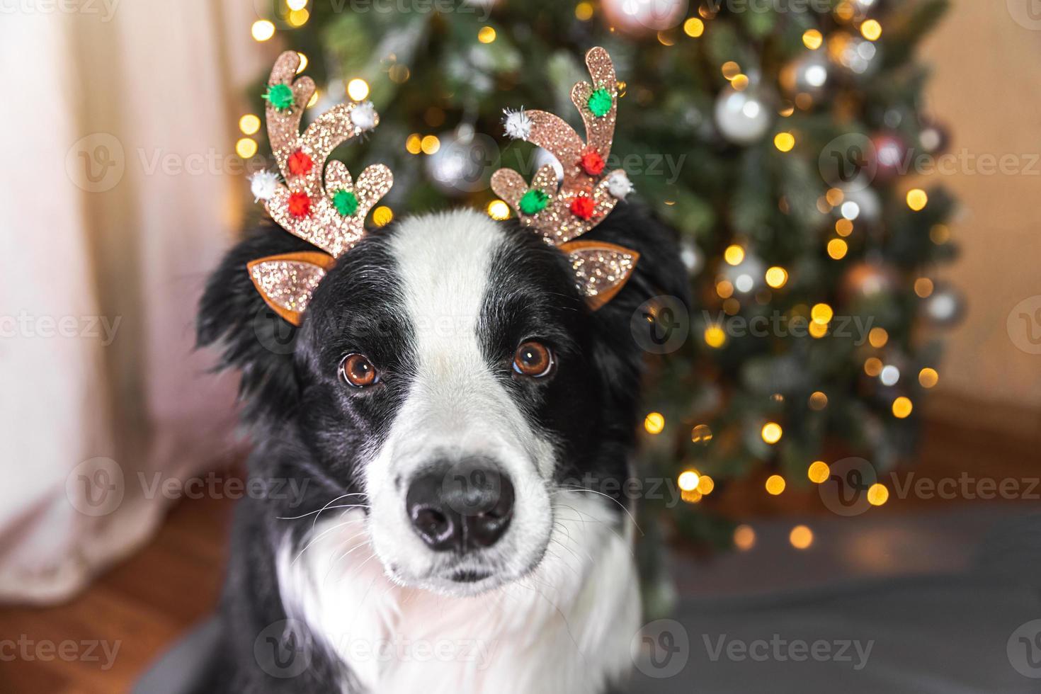 rolig söt valp hund gräns collie bär jul kostym rådjur horn hatt nära jul träd på Hem inomhus bakgrund. förberedelse för Semester. Lycklig glad jul begrepp. foto