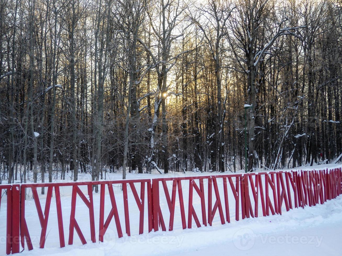 lund av stad parkera på solnedgång i vinter. en massa av träd. skog i vinter. foto