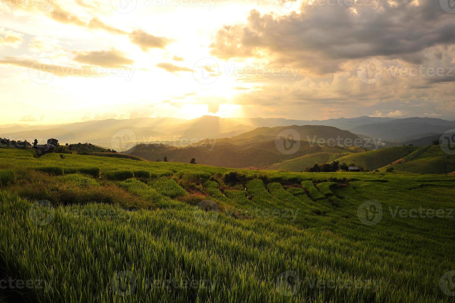 ris terrasserade fält landskap på berget foto