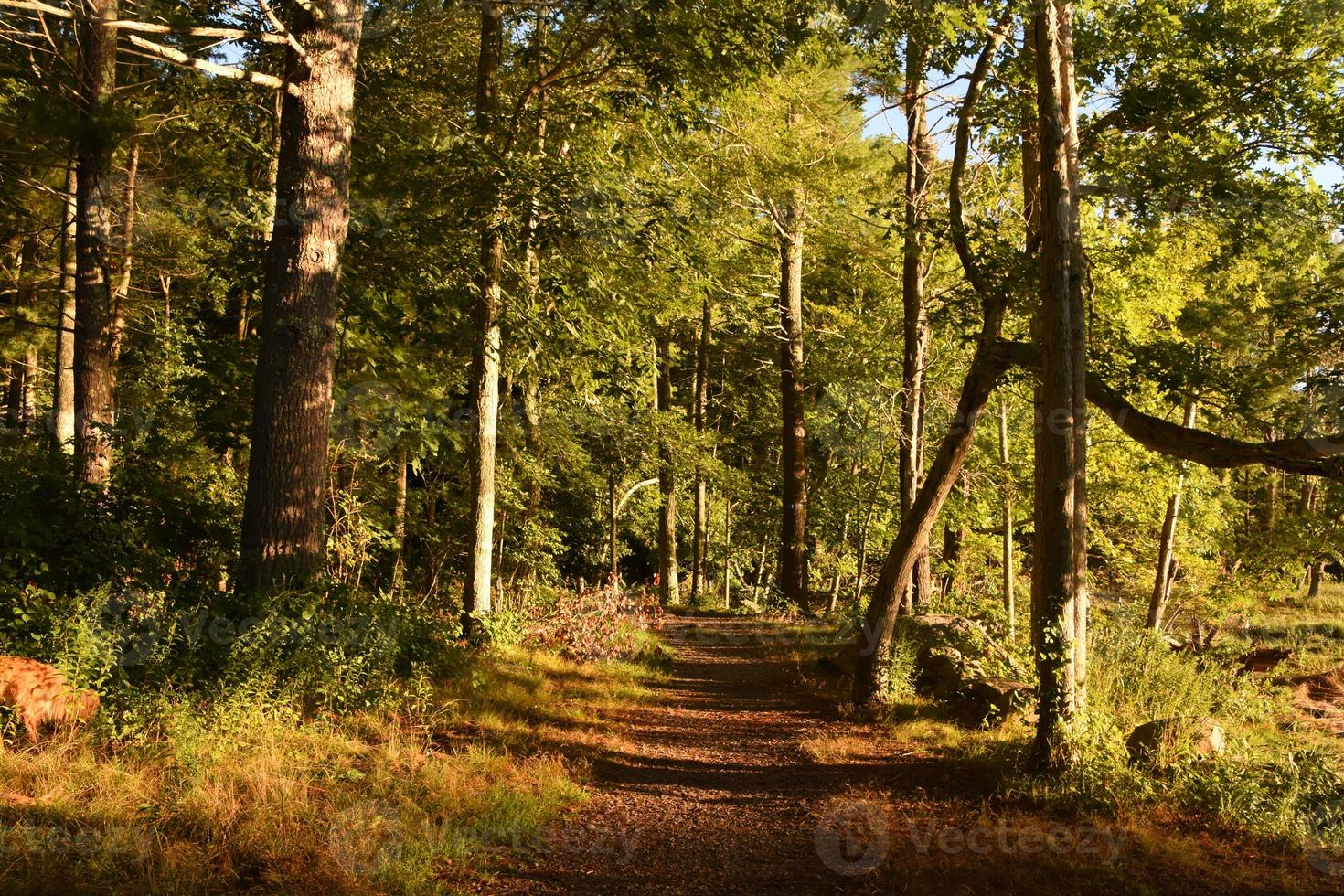 naturskön gångstig täckt i löv och tall nålar foto