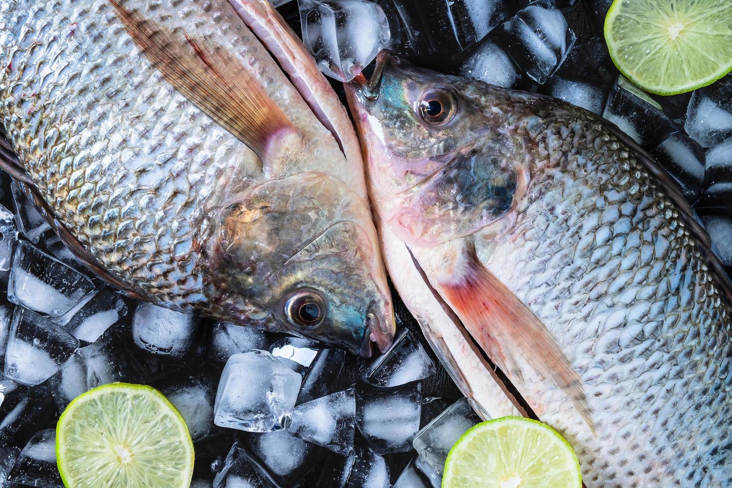 färska tilapia fiskar på is med citroner foto
