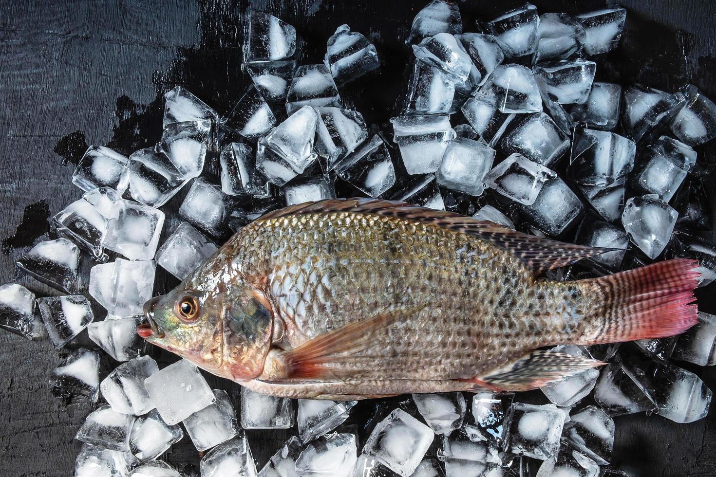 färsk fisk på is foto