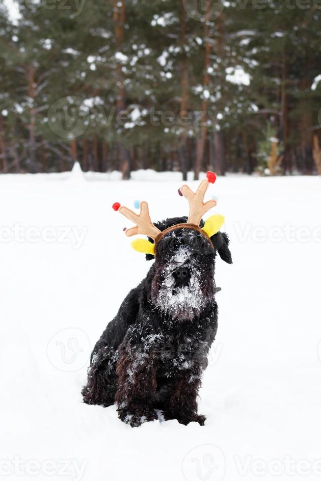 svart miniatyr- schnauzer är bär färgrik rådjur horn i de vinter- skog. symbol för jul och ny år. foto