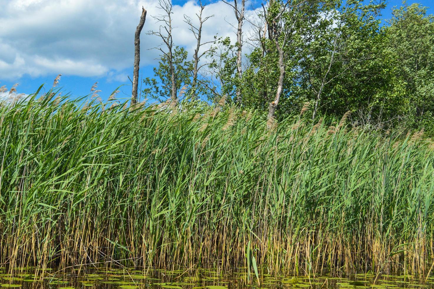 hög vatten- grön naturlig skön växter buskar gräs vass mot de bakgrund av de flod Bank och blå himmel foto