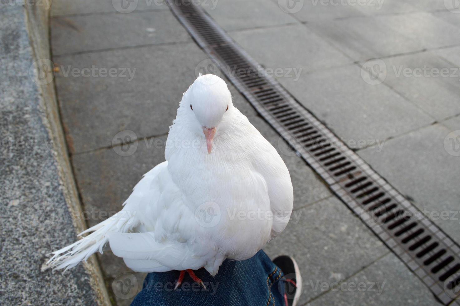 vit skön duva sitter på de knä av en man foto