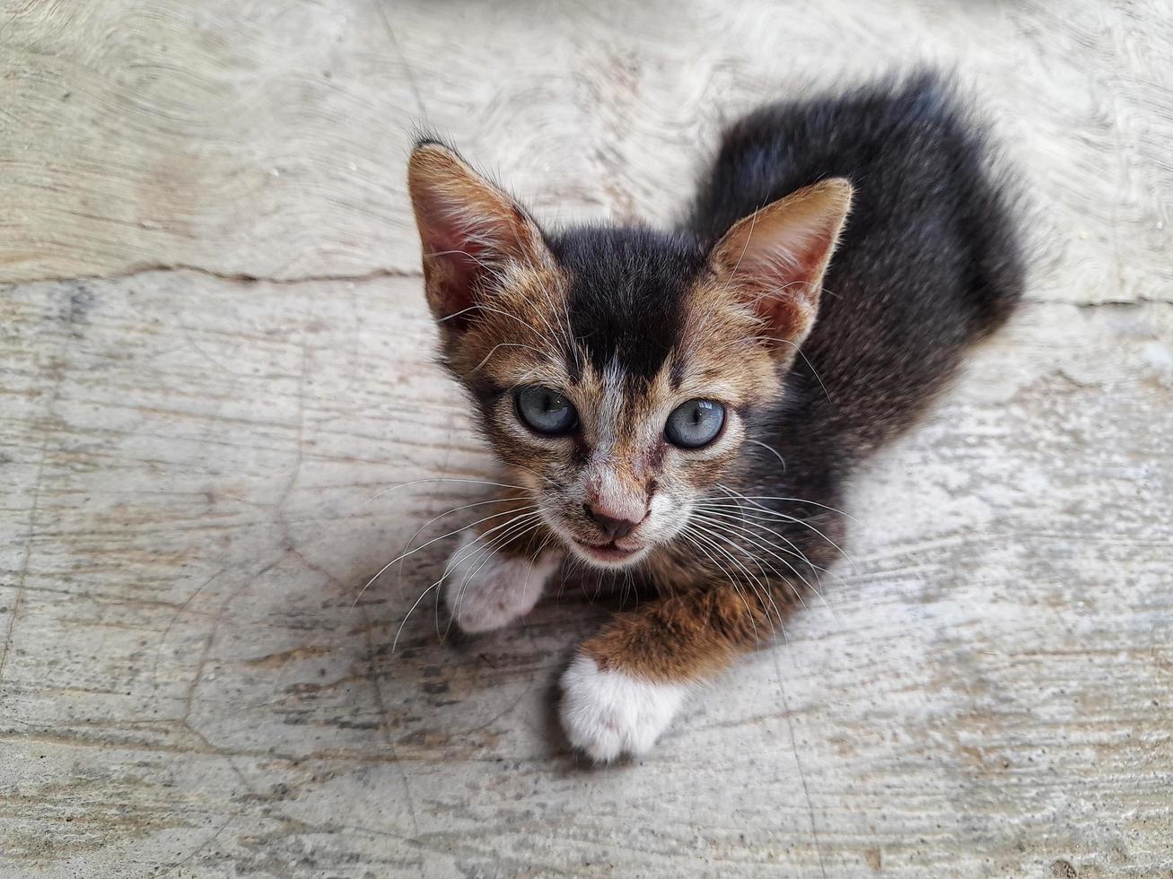 söt brun kattunge med grå ögon foto