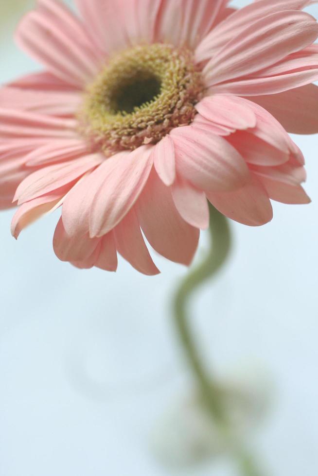 skön blomma stänga upp på fläck bakgrund foto