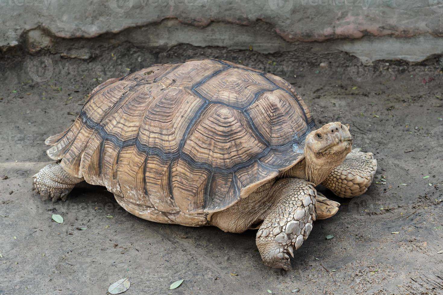 geochelone sulcata, sulcata sköldpadda, afrikansk sporrad sköldpadda som går på marken och tittar på kameran, djurskydd och skyddande av ekosystemkoncept. foto