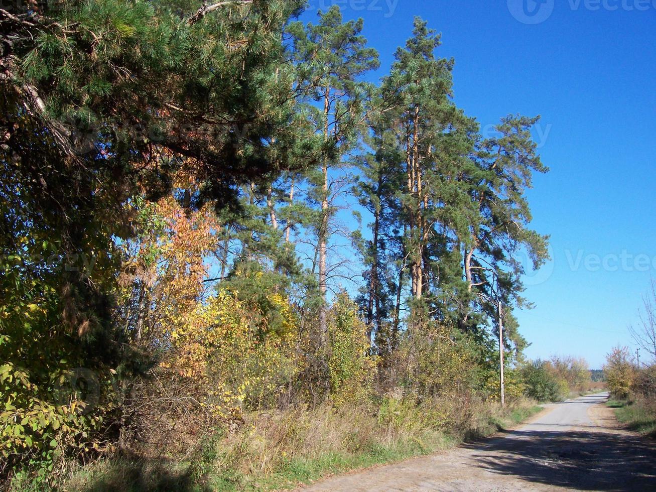 höst färgrik lövverk i de skog foto