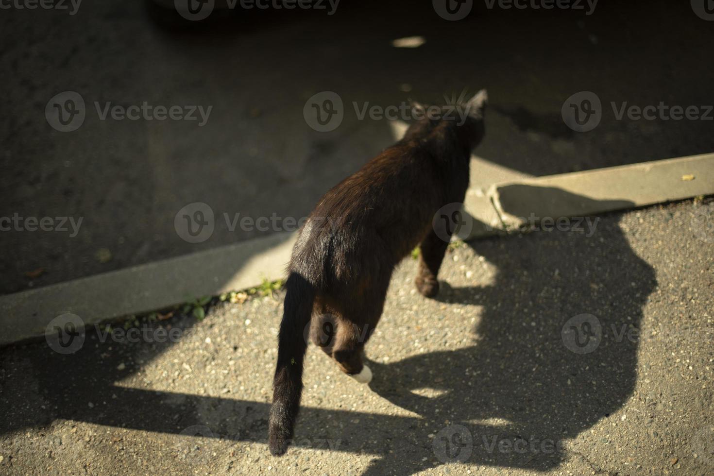 svart katt promenader ner väg. katt på sommar dag. hemlös sällskapsdjur. foto