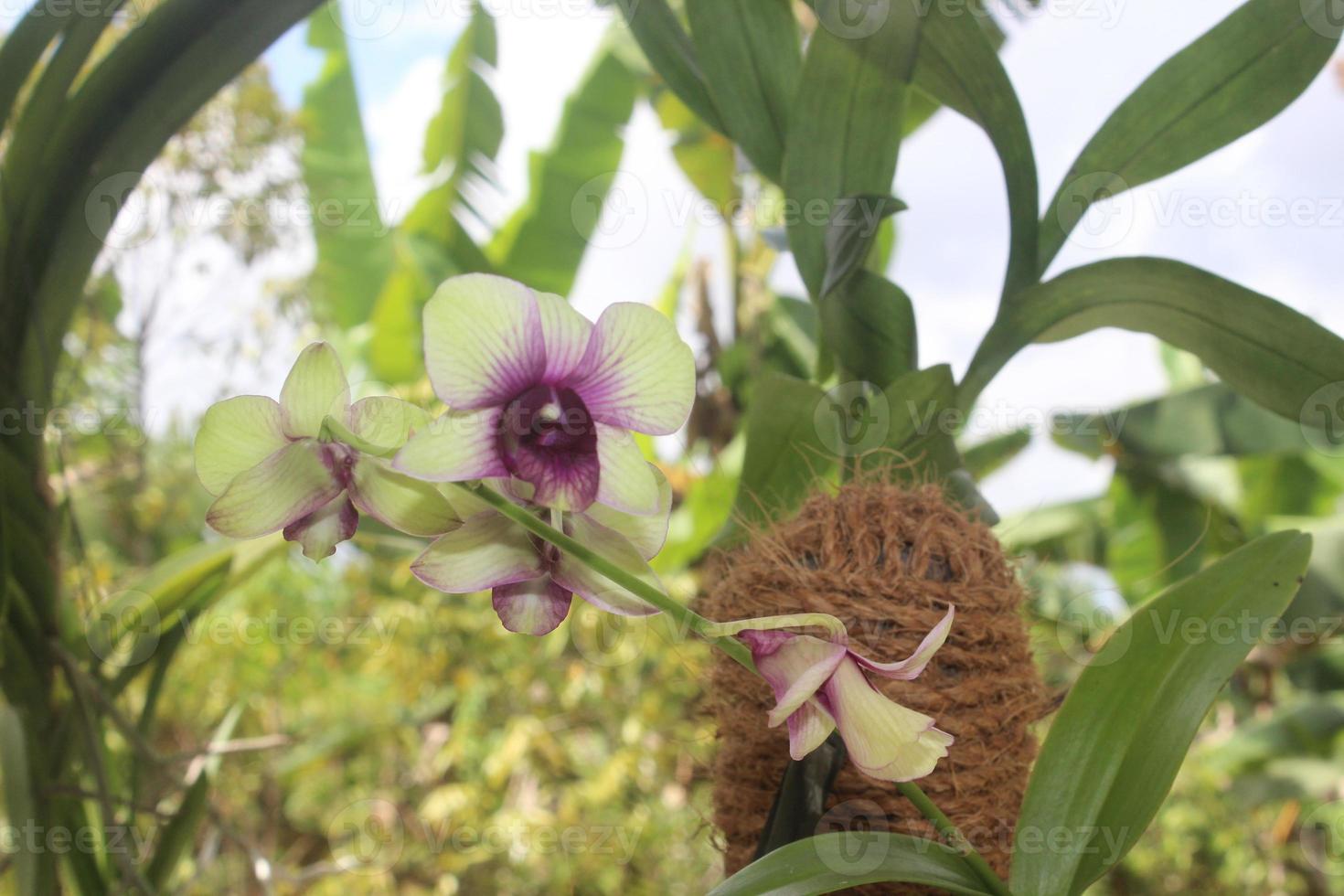 selektiv fokus av dendrobium bigibbum orkide blomma vanligen känd som kokstad orkide eller mauve fjäril orkide eller lila lila orkide i trädgård, Indonesien. foto