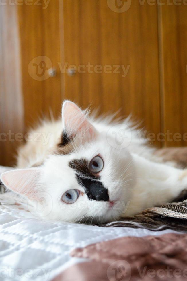 en vit katt med blå ögon och en svart näsa är liggande på de säng foto