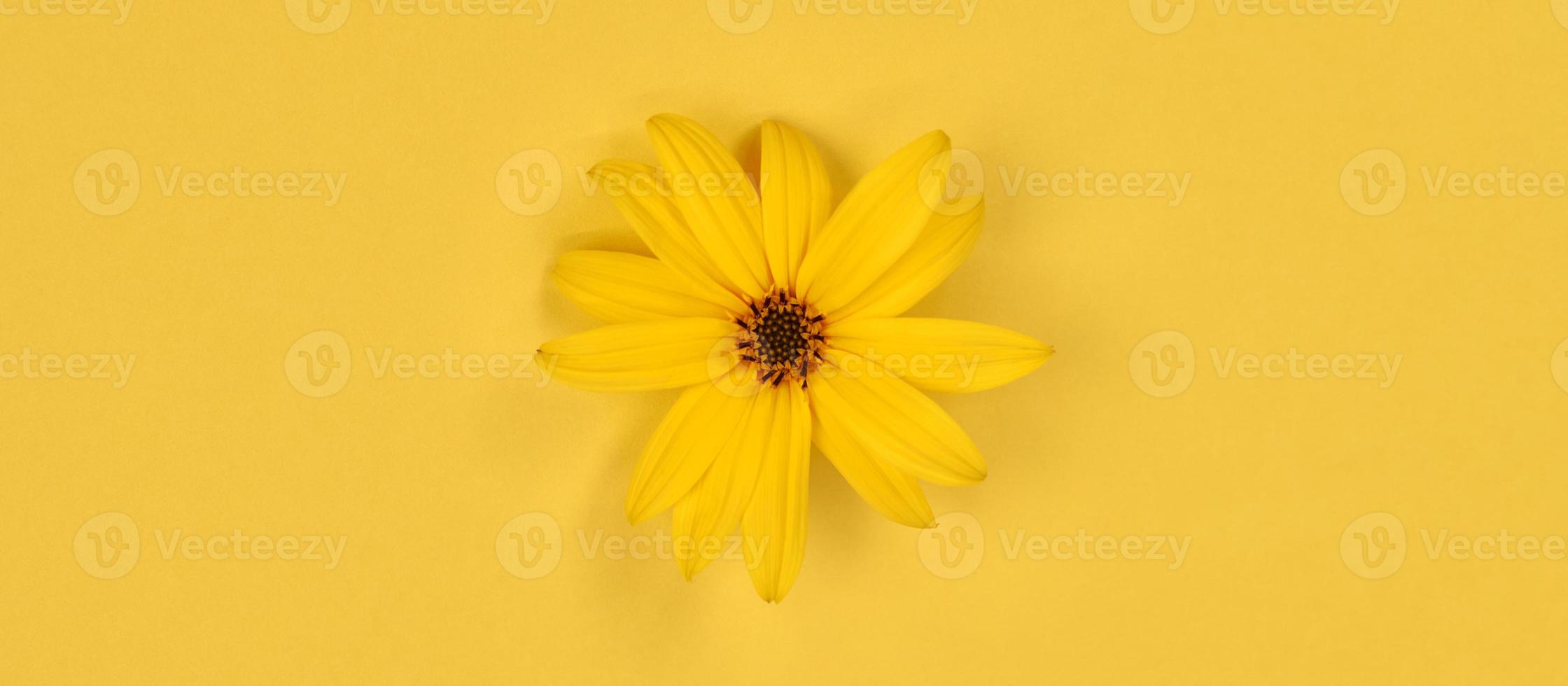 en gul blomknopp av topinambur på gul bakgrund, ovanifrån platt låg, enda vild solros foto