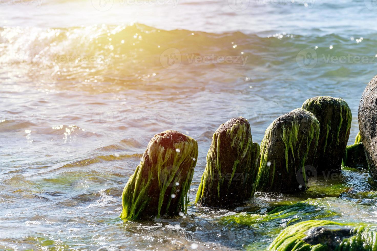 gamla trästolpar bevuxen tång. trasig träbrygga ligger kvar i havet. vacker vattenfärg i solljus. tidvatten och havsspray. foto