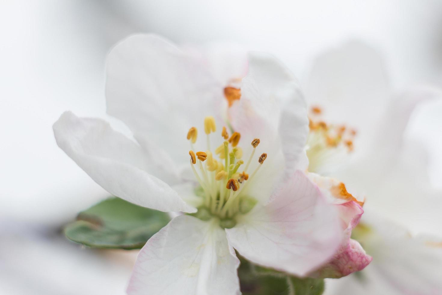 blomning kronblad av träd stänga upp. vår säsong. foto