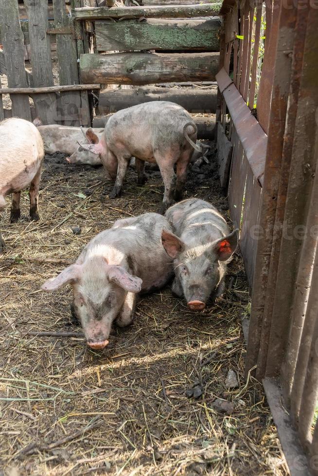 gris jordbruk höjning och föder upp av inhemsk grisar foto