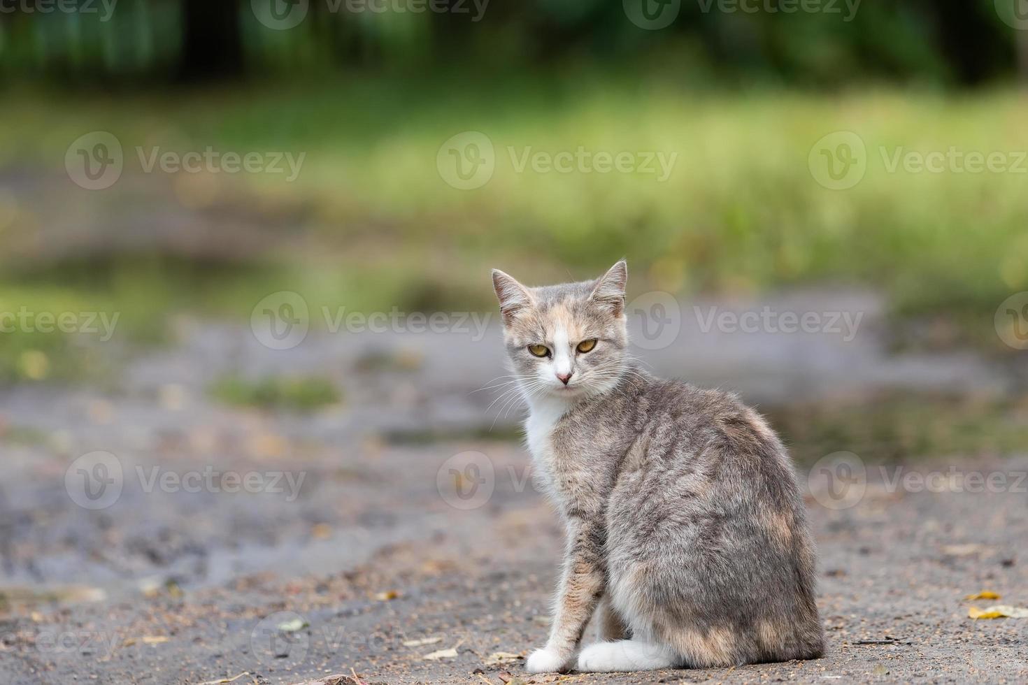 grå randig katt promenader på en koppel på grön gräs utomhus. foto