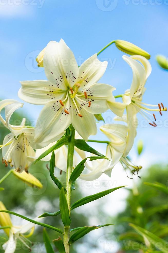 vit lilium blomma, lilium l i naturlig ljus på de trädgård. ett stor blomma foto