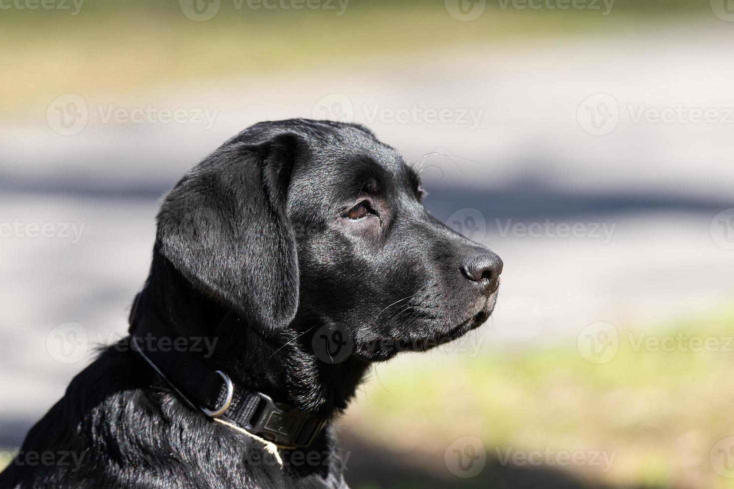 labrador retriever valp i gräs foto