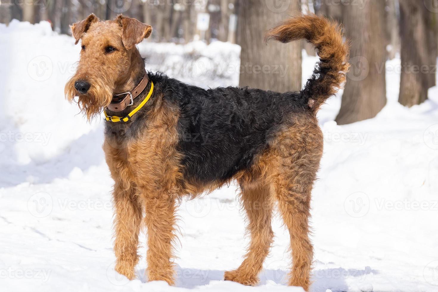 welsh terrier på vit snö foto