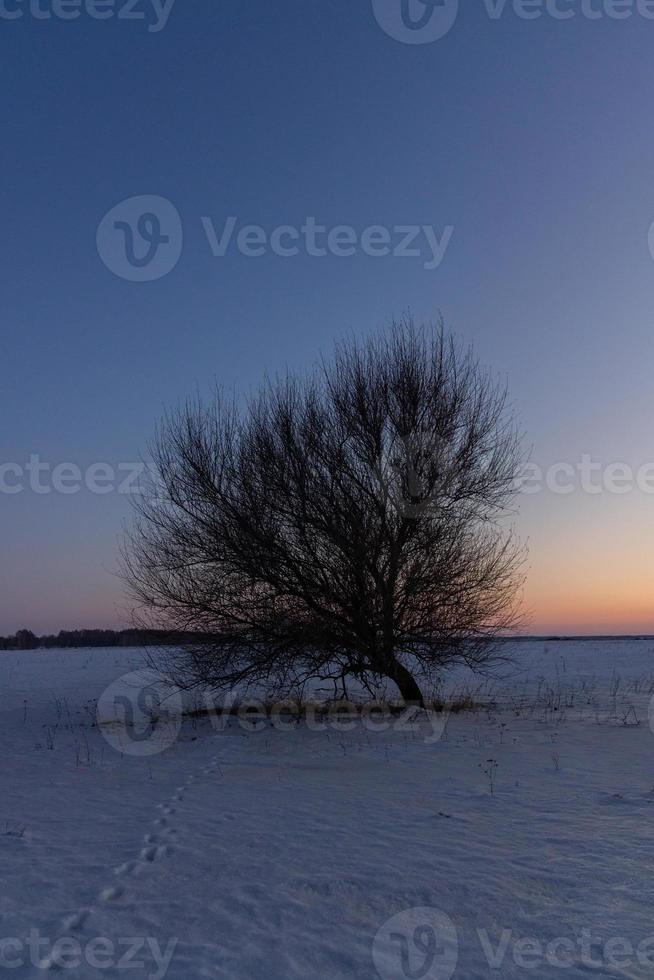 ensam träd på solnedgång i en vinter- landskap foto