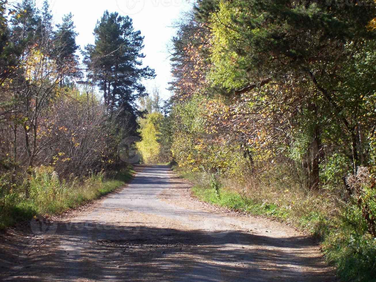 höst färgrik lövverk i de skog foto