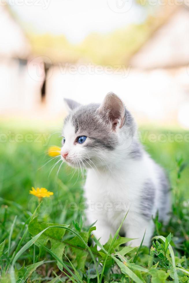 katt Sammanträde i de gräs foto