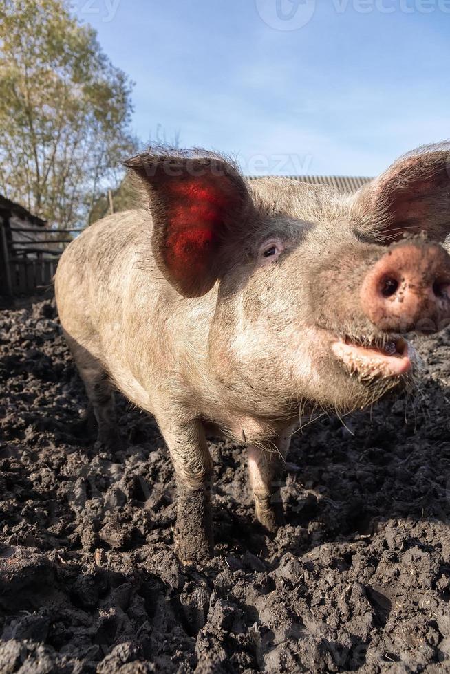 gris jordbruk höjning och föder upp av inhemsk grisar. foto