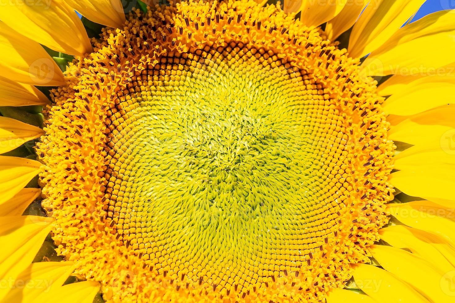 närbild av en solros med gul foto
