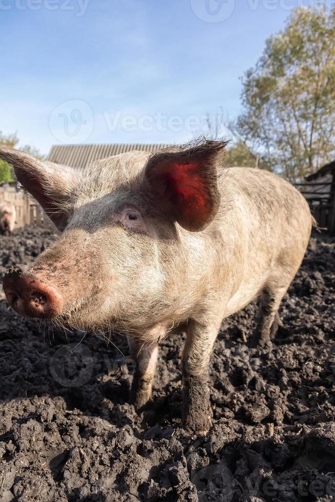 gris jordbruk höjning och föder upp av inhemsk grisar. foto