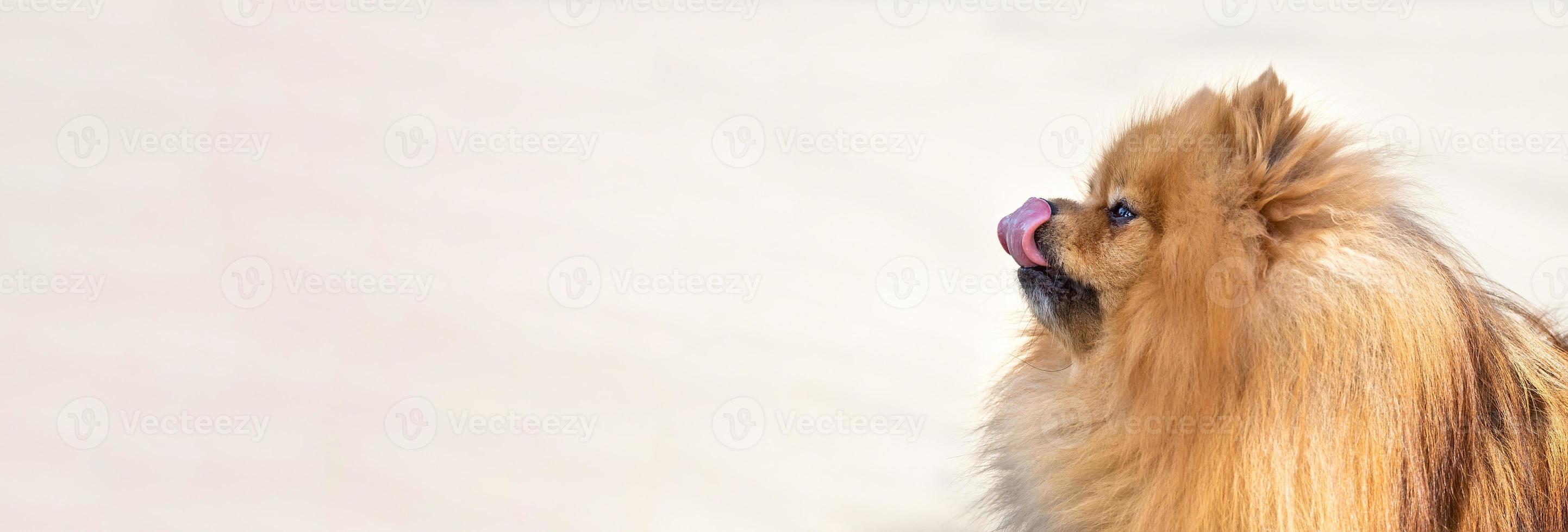 söt hund spets på natur foto