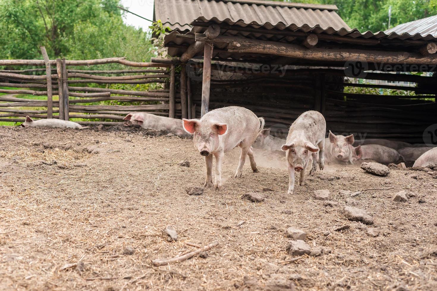 gris jordbruk höjning och föder upp av inhemsk grisar foto