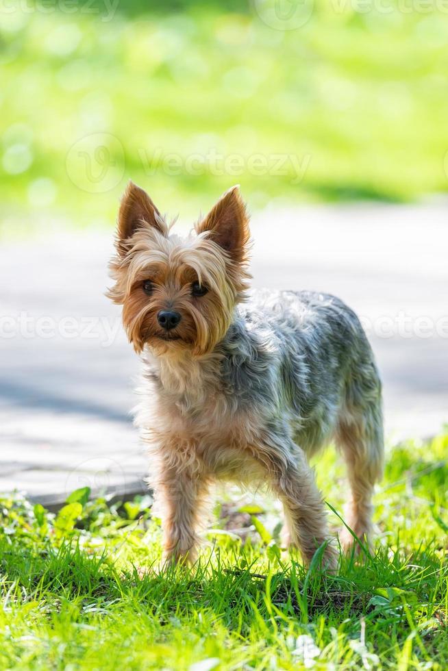 kvinna yorkshire terrier hund. foto