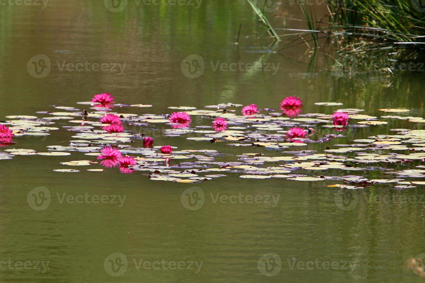 ljus vatten lilja blommor och stor grön löv på en sjö i Israel foto