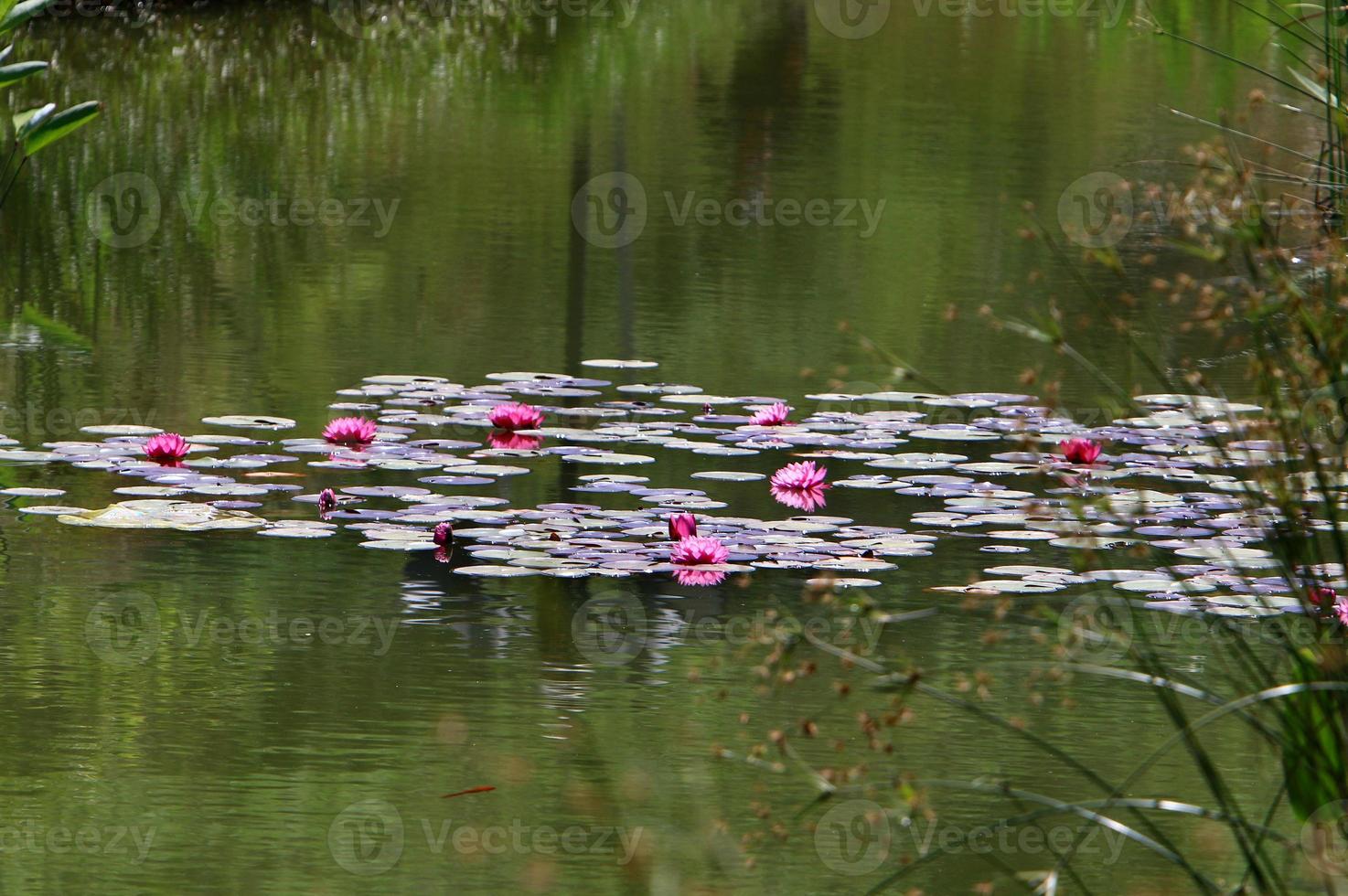 ljus vatten lilja blommor och stor grön löv på en sjö i Israel foto