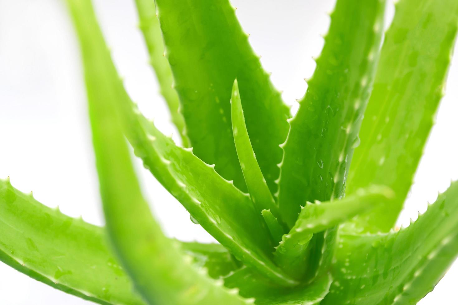 färska gröna stjälkar av aloe vera foto