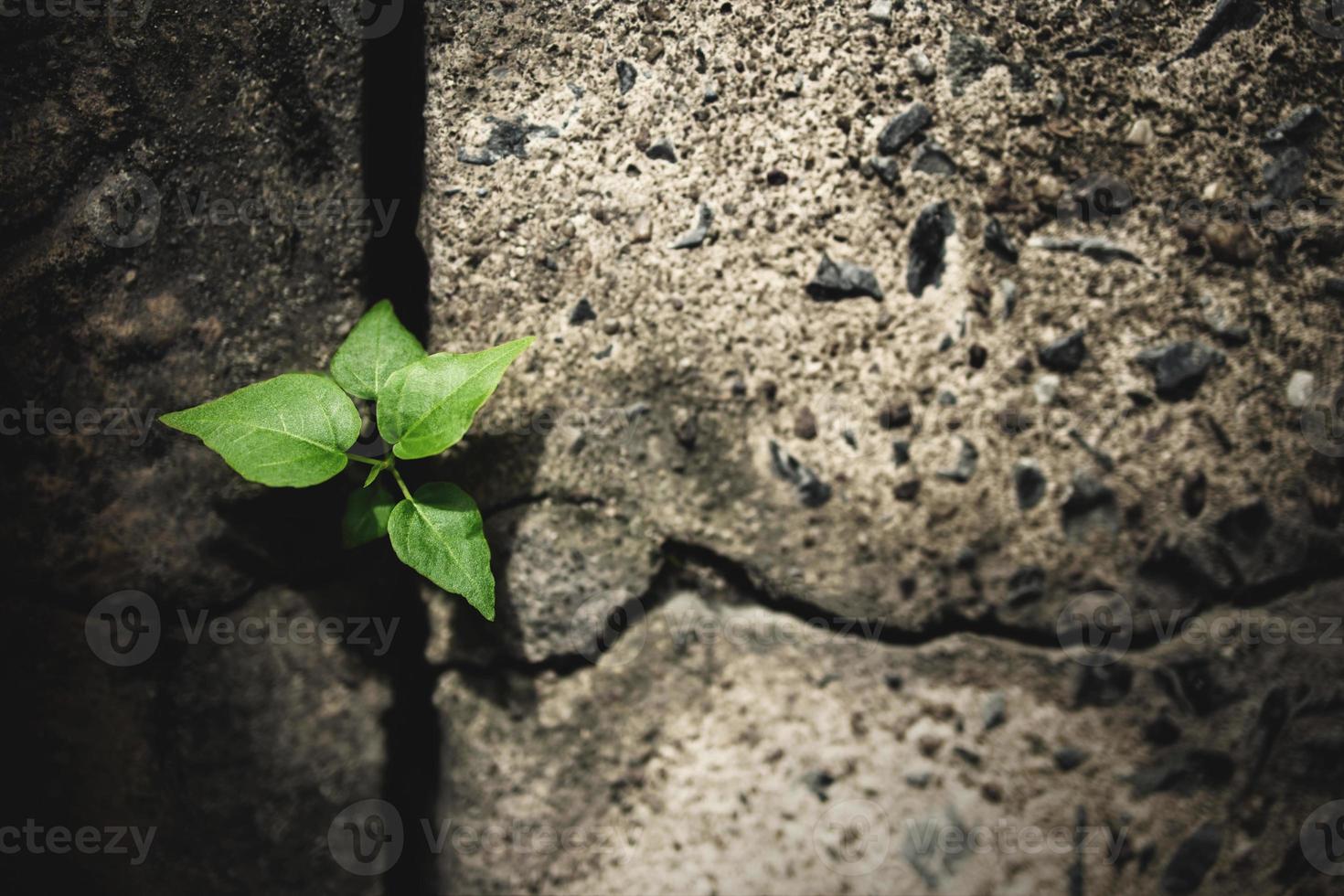 återhämtning och utmaning i liv eller företag koncept.ekonomisk kris symbol eller ekologi system.nytt gro grön växt tillväxt i knäckt betong foto