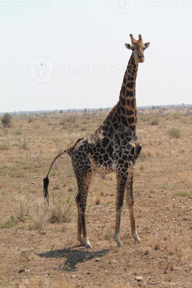 ensam vandrande giraff foto